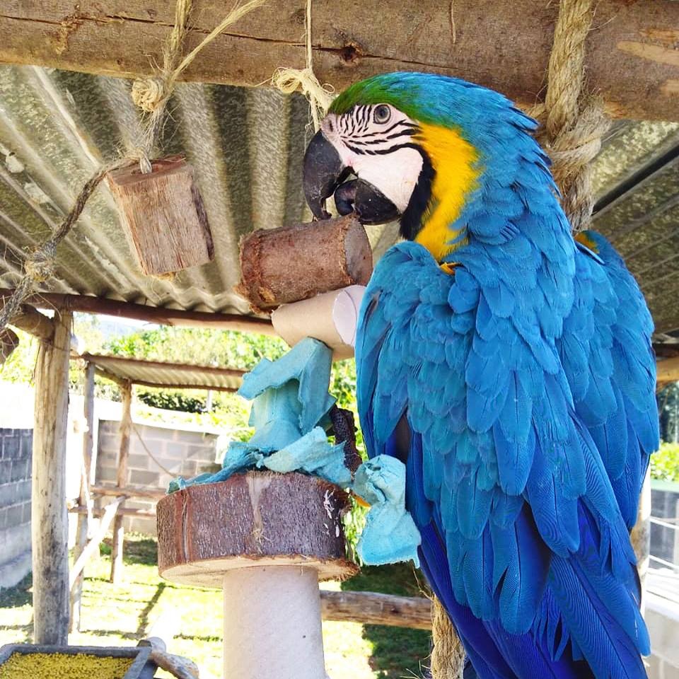 Zoo das Aves