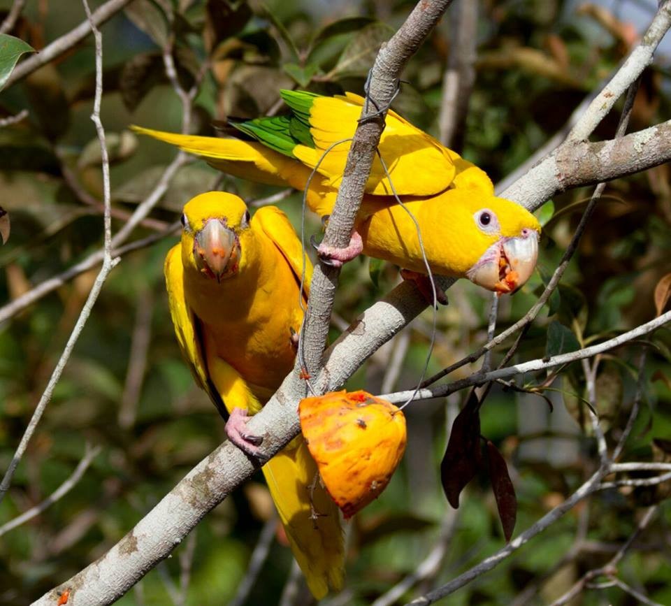 Zoo das Aves