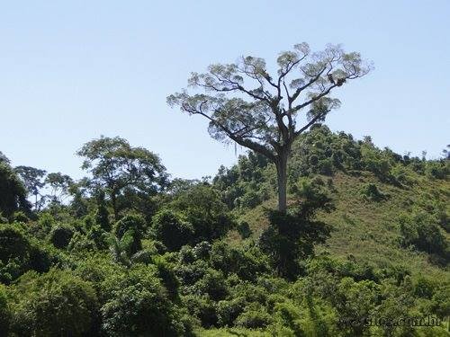 Jequitibá do Honório