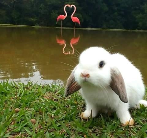 Fazendinha Ecológica Três Irmãos