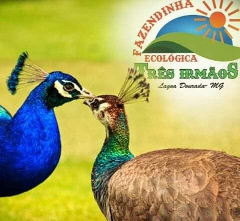 Fazendinha Ecológica Três Irmãos