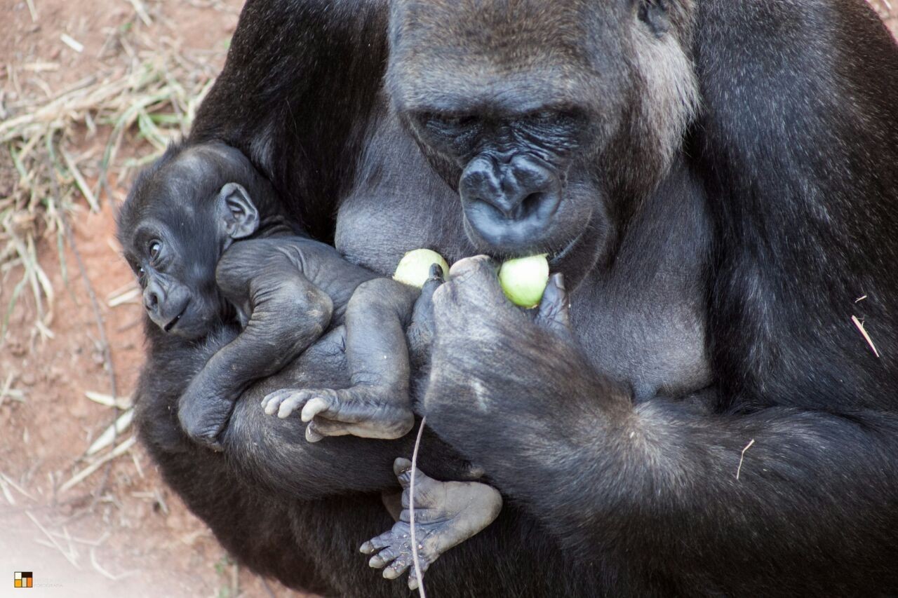 Zoológico