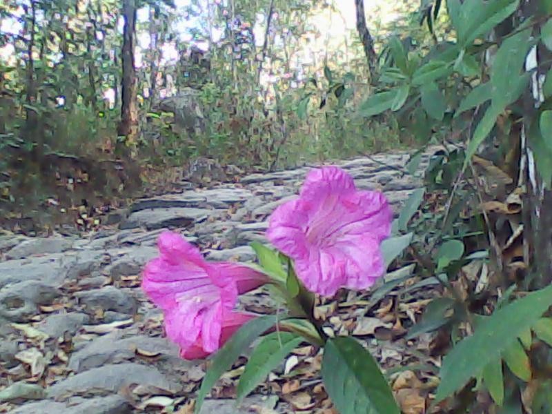 Parque Ecológico  