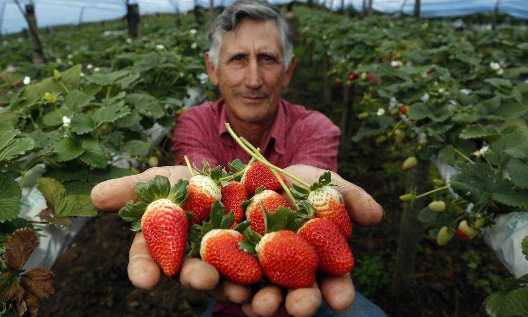 Plantação de Morangos