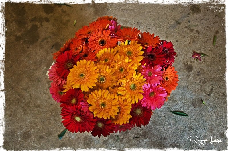 Plantação de flores