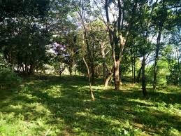 Horto Florestal 