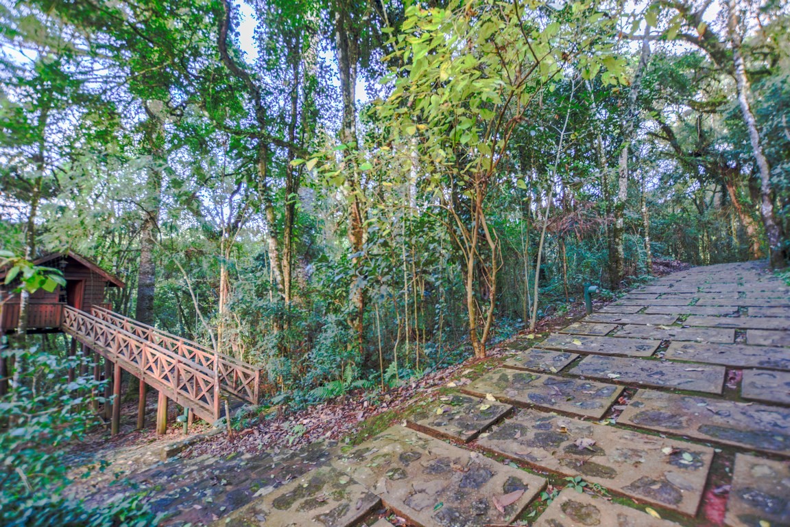 ROOTS RESORT