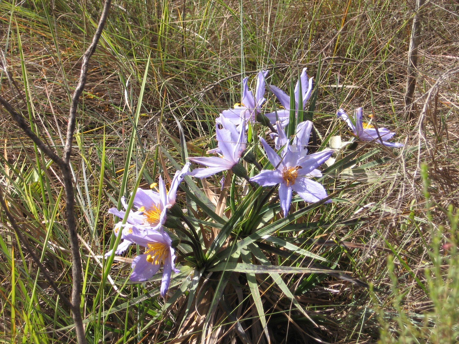 Serra da Calçada