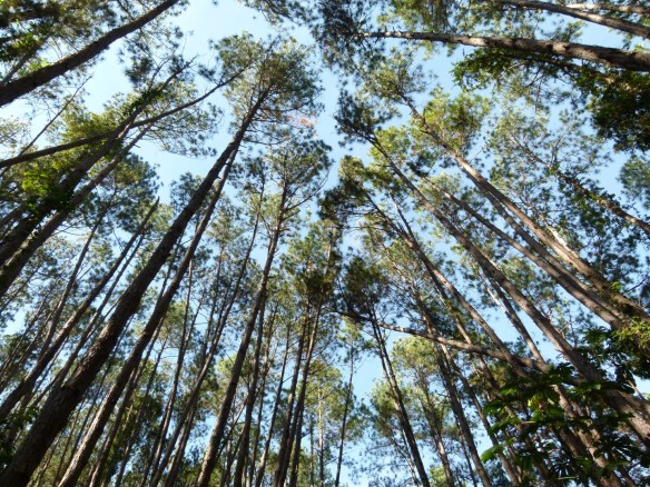 Floresta Nacional de Passa Quatro - Pinho - Antigo IBAMA - ICMBio