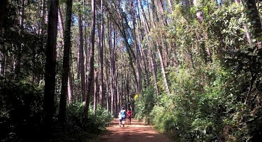 Floresta Nacional de Passa Quatro - Pinho - Antigo IBAMA - ICMBio