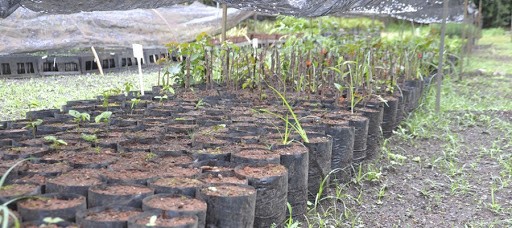 Viveiro de Animais e Plantas do Parque Ecológico