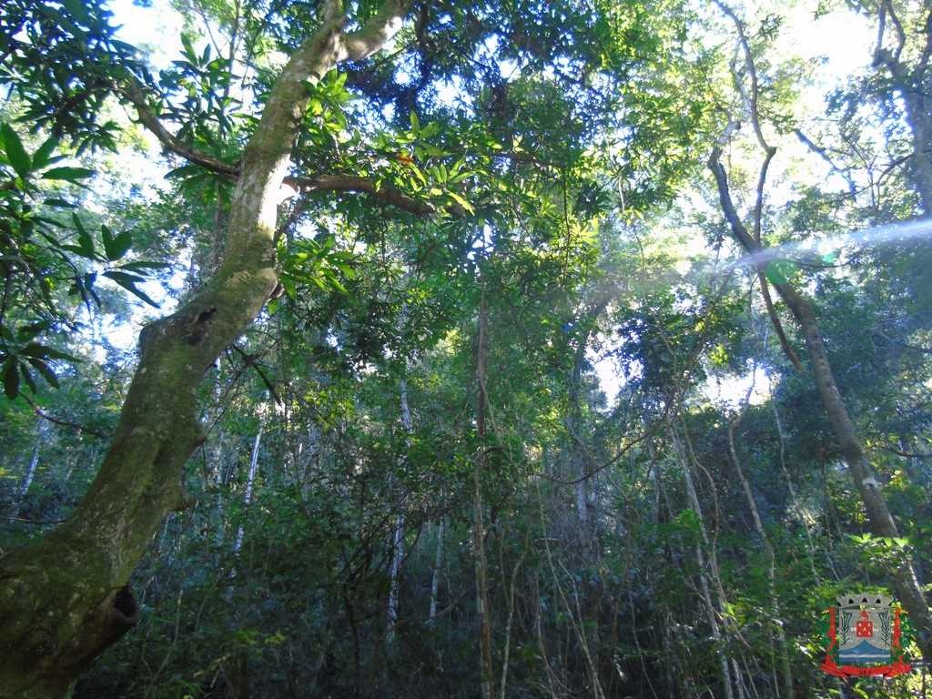 Horto Florestal