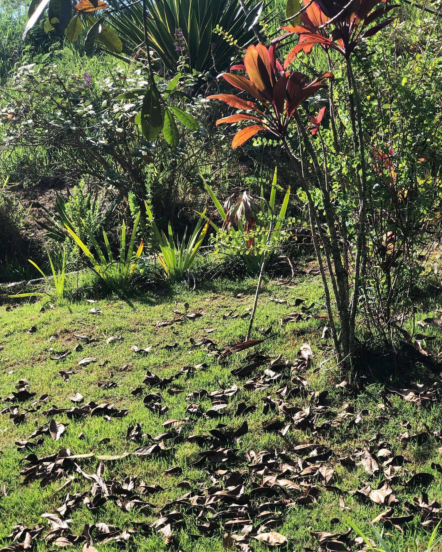 Parque Florestal “Eurico Figueiredo”
