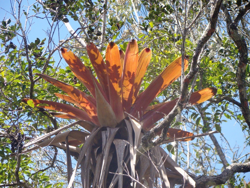 Serra das Flores 