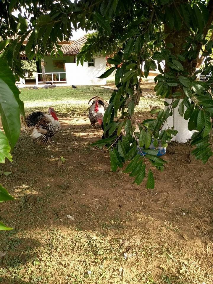 RESTAURANTE E PESQUE PAGUE FAZENDA 