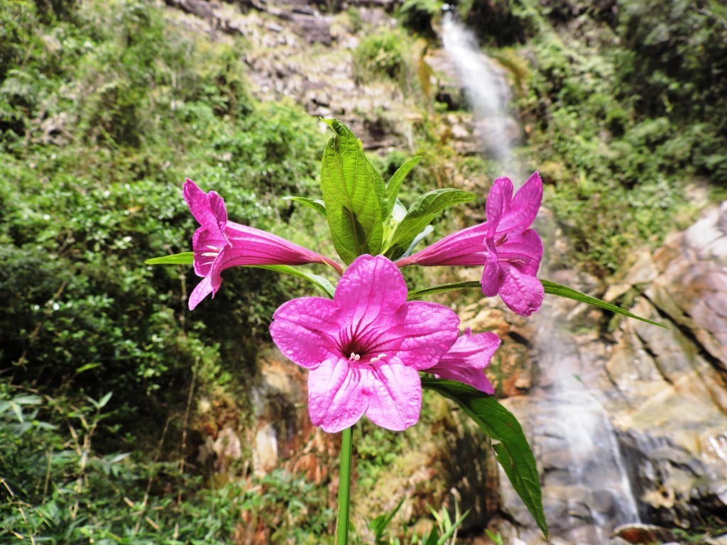 Cachoeira da Pedra Amarela 
