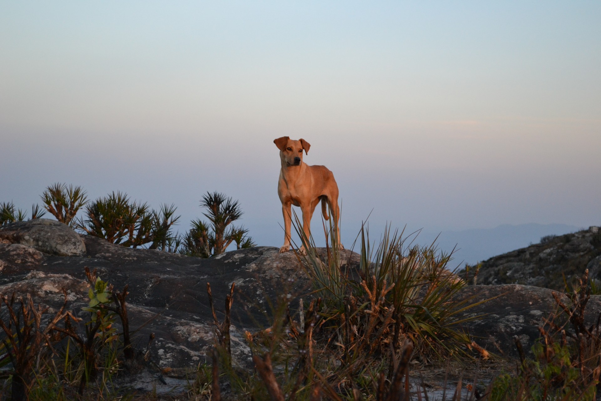 Serra da Cambota (Campos do Garimpo)