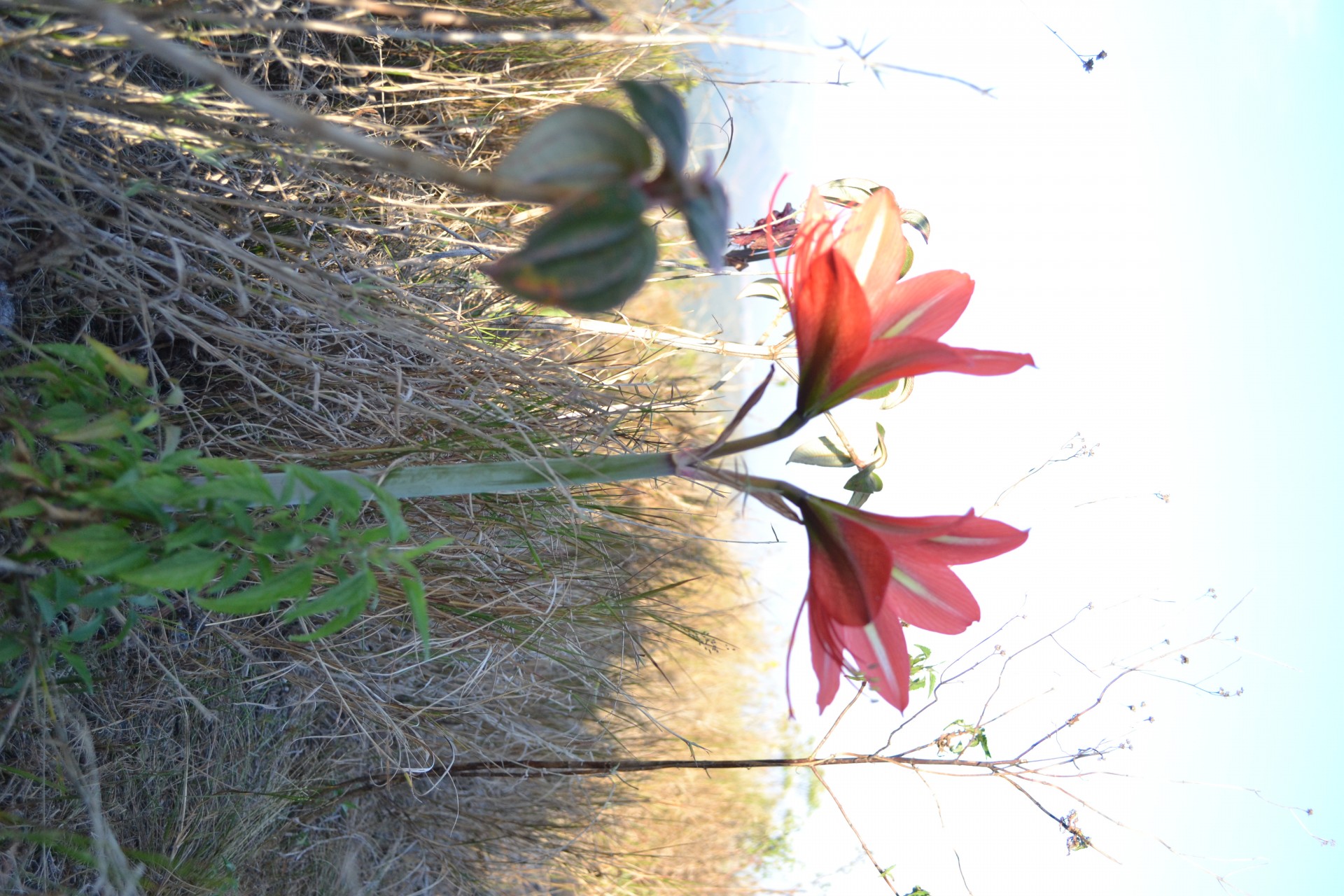 Serra da Cambota (Campos do Garimpo)