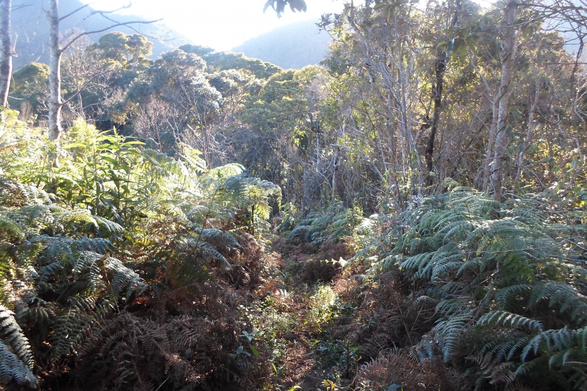 Pico do Cruzeiro