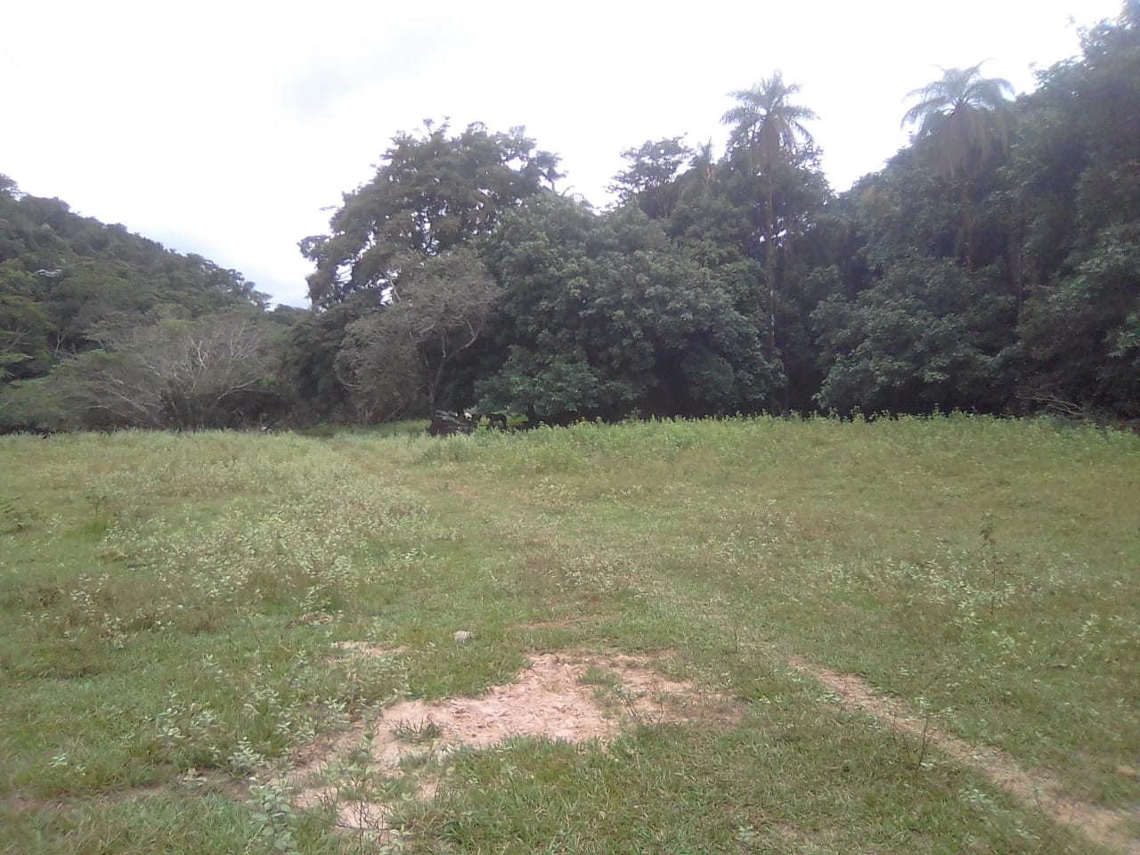 Poço do Limão 