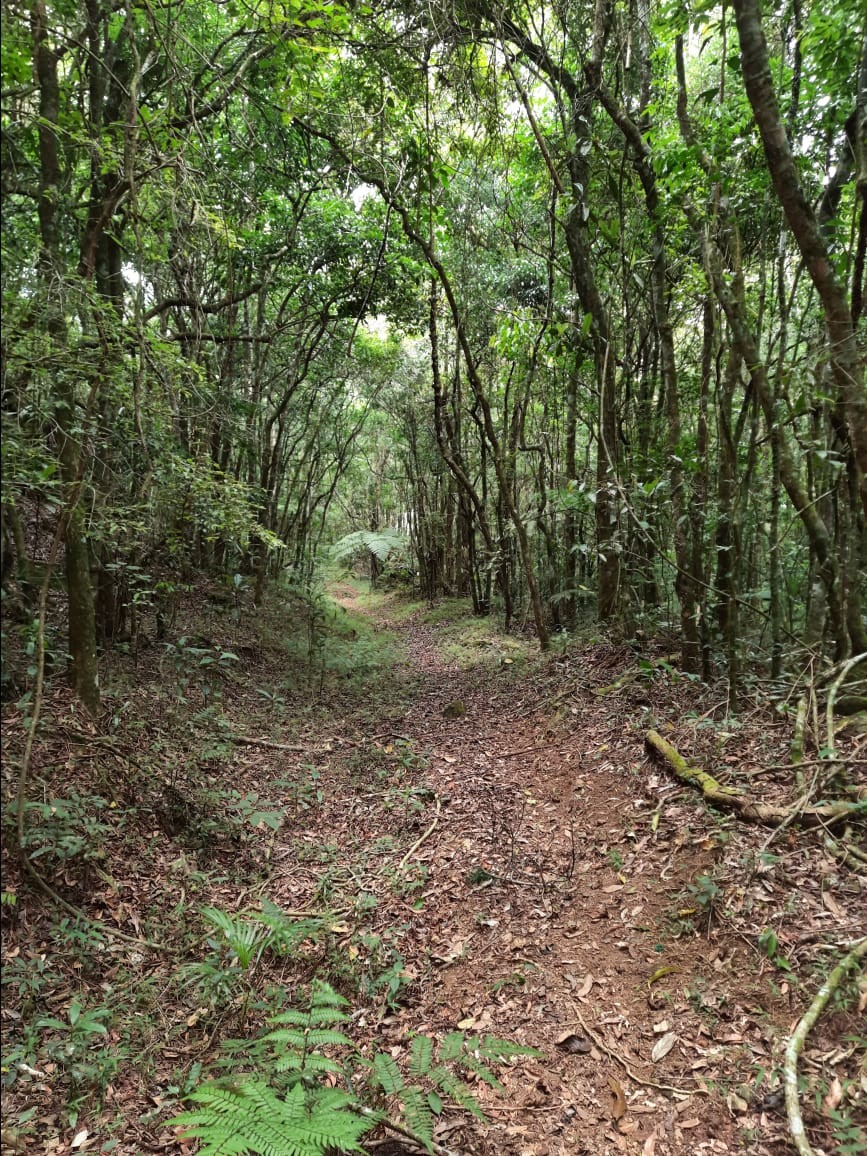 Pico do Cruzeiro dos Godinhos