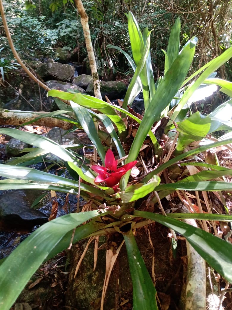 Trilha das Bromélias 