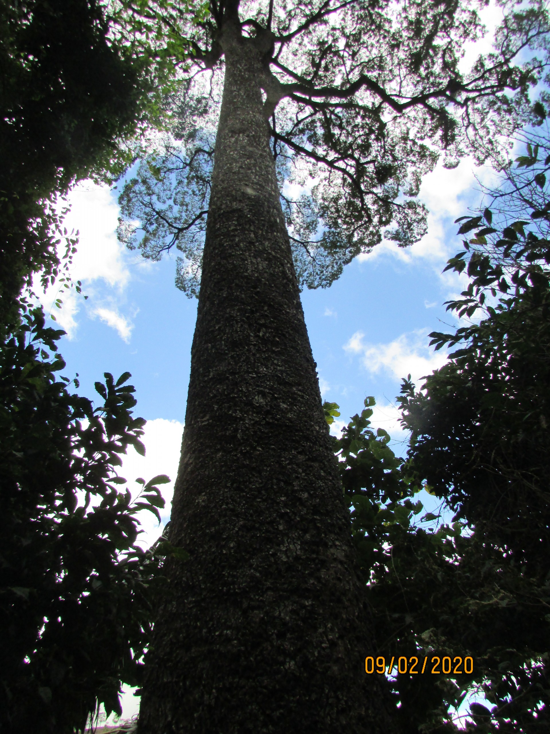 Jequitibá