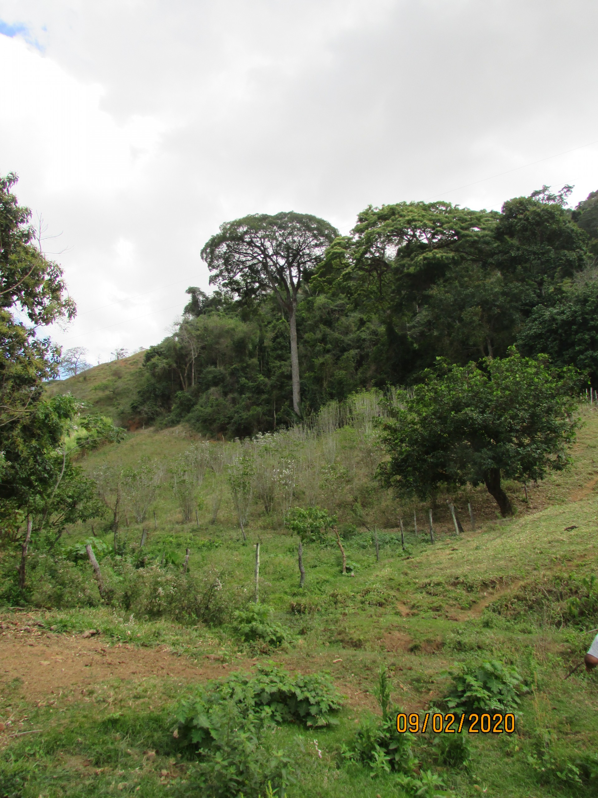 Jequitibá