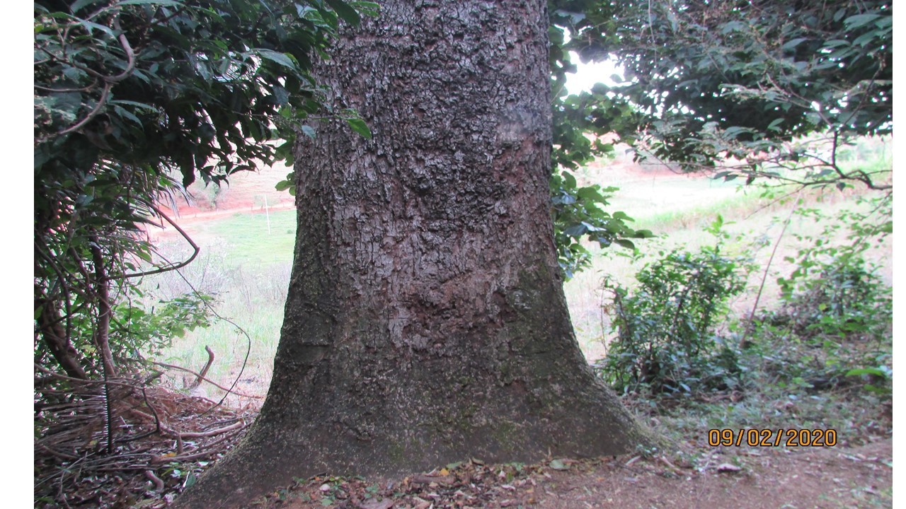 Jequitibá