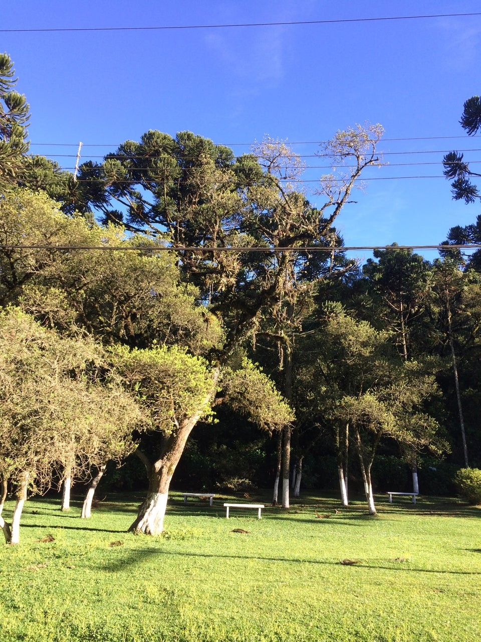Bosque Gato de Botas