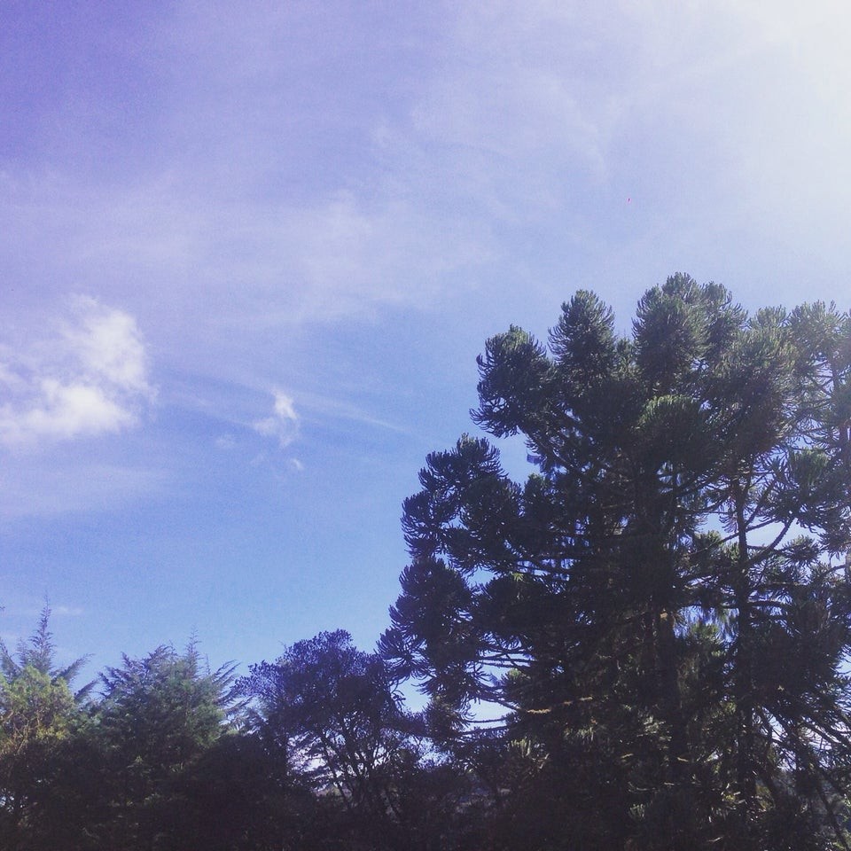 Bosque Gato de Botas