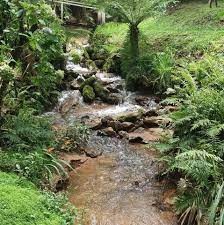 Bosque Gato de Botas