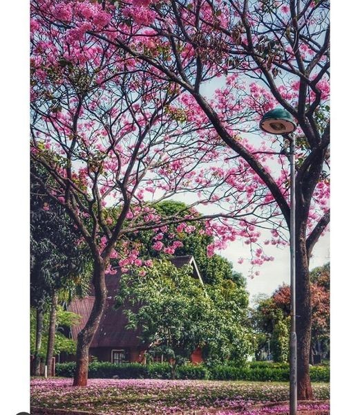 Praça Sérgio Pacheco