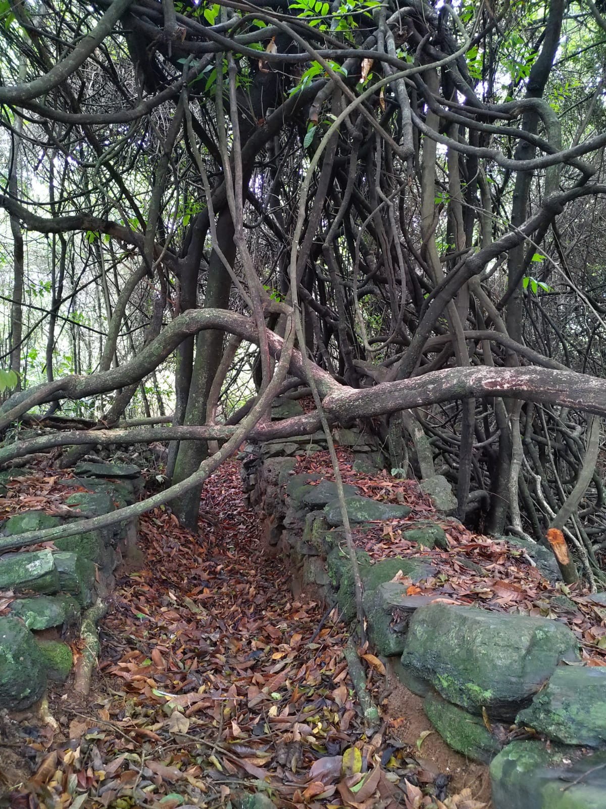Mundéu de Pedras - Curral dos Cabritos
