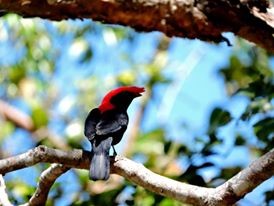 Parque Estadual de Botumirim