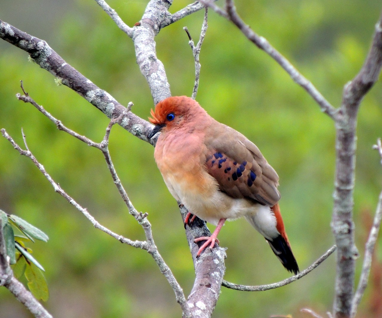 Reserva Natual Rolinha - do - Planalto