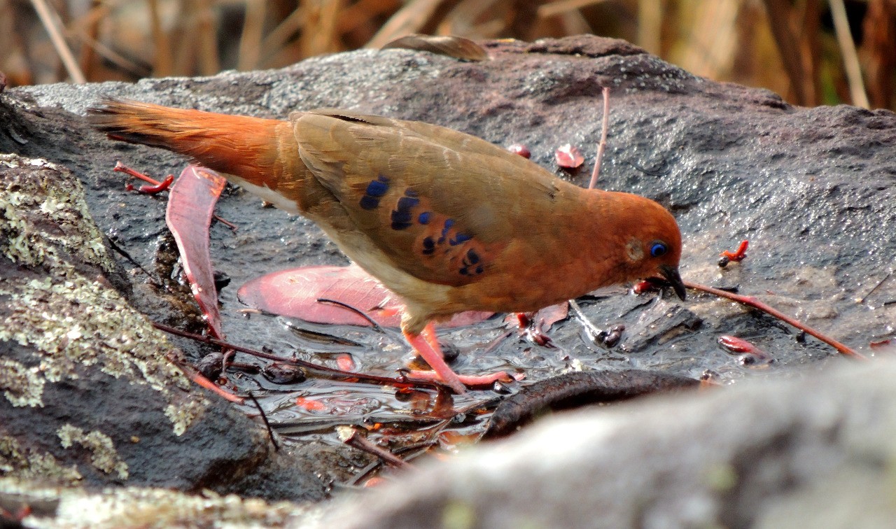 Reserva Natual Rolinha - do - Planalto