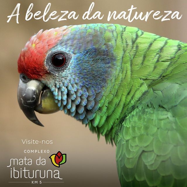 Mata da Ibituruna