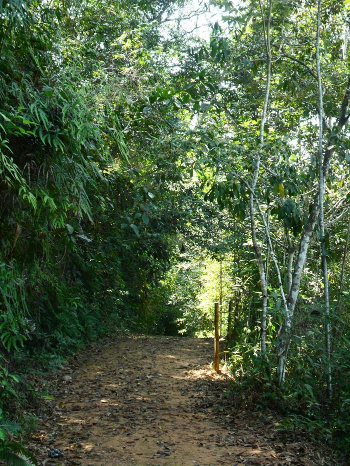 Trilha do Bosque