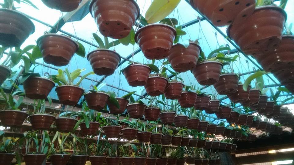 Orquidário Sítio Santo Antônio
