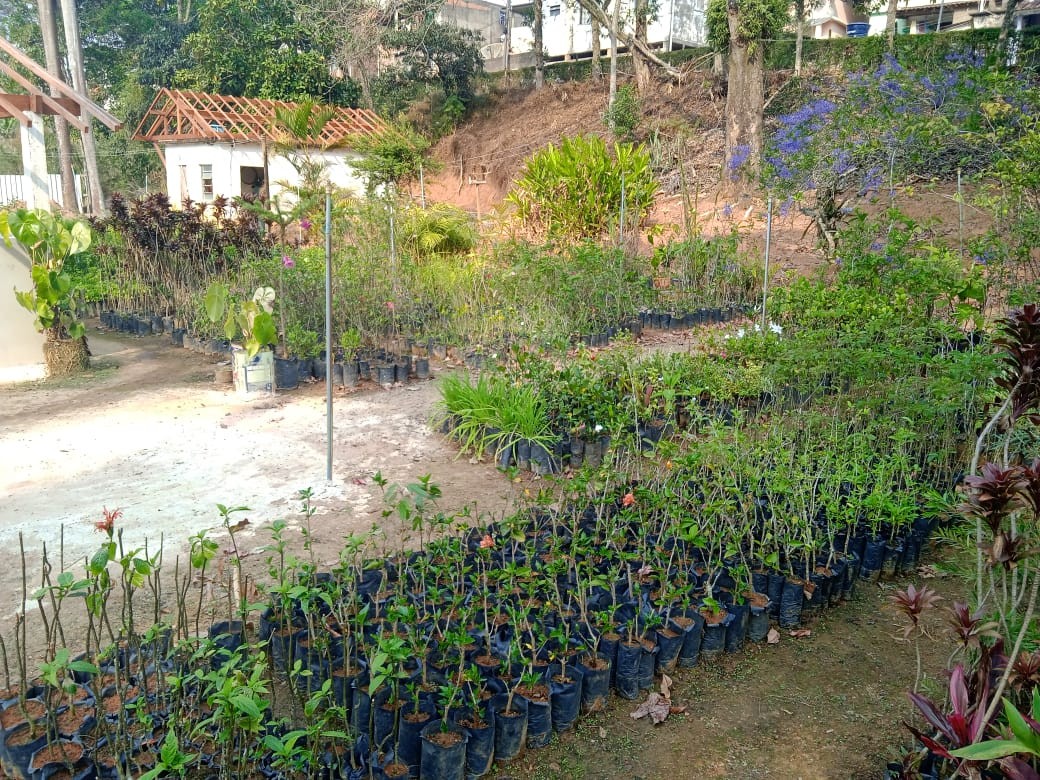 Horto Florestal