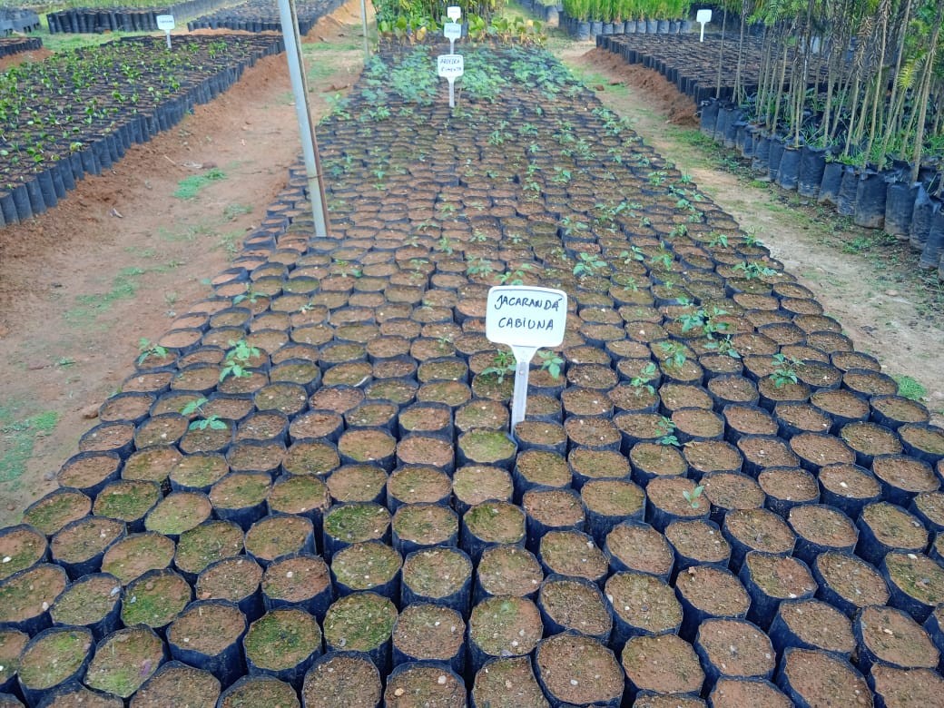 Horto Florestal