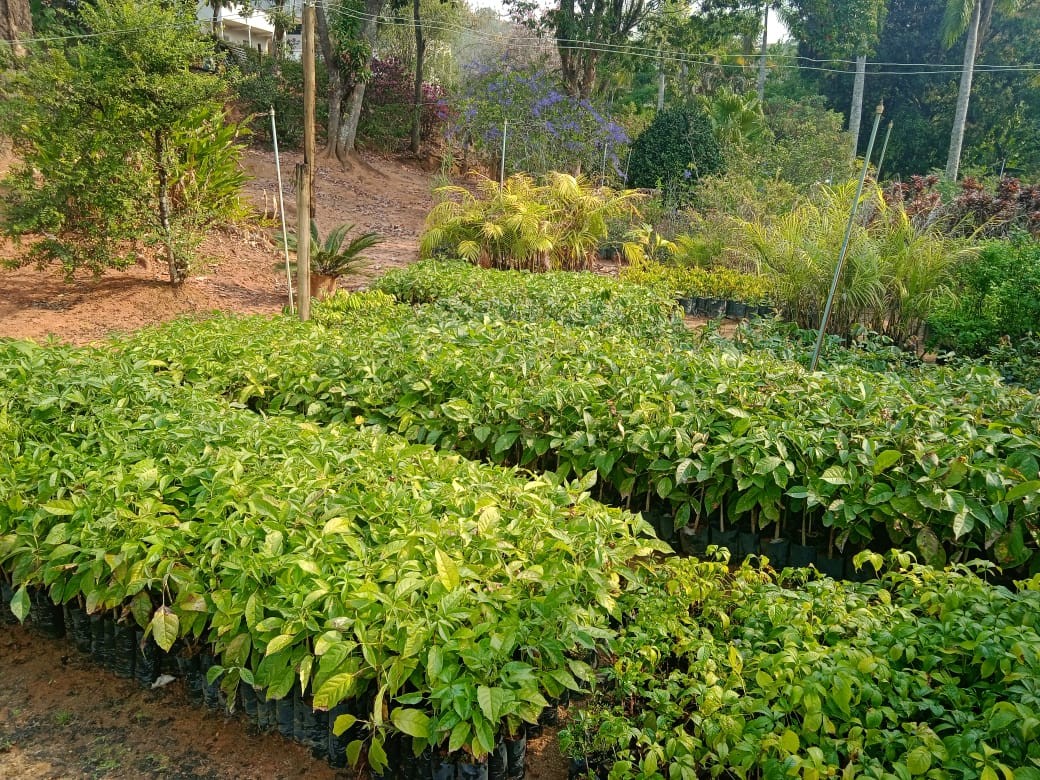 Horto Florestal