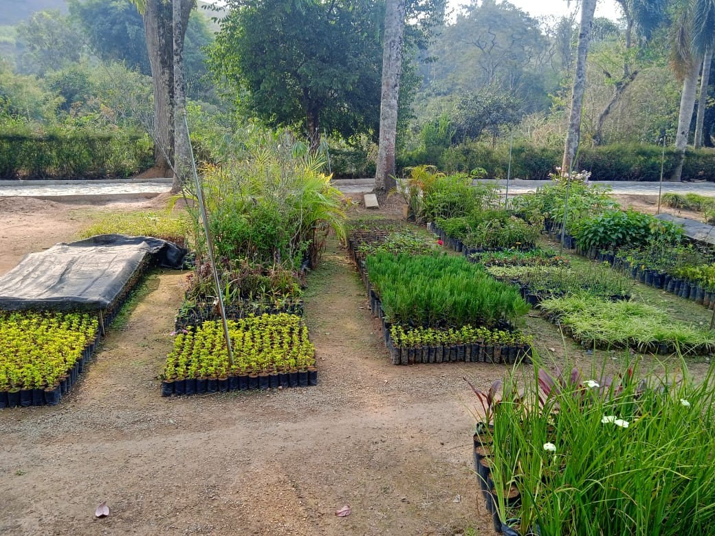 Horto Florestal
