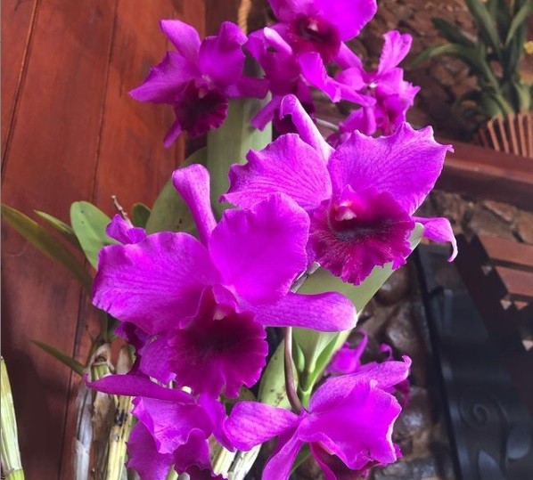 Orquidário MV