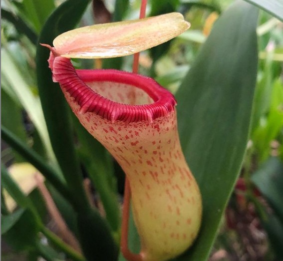 Orquidário MV