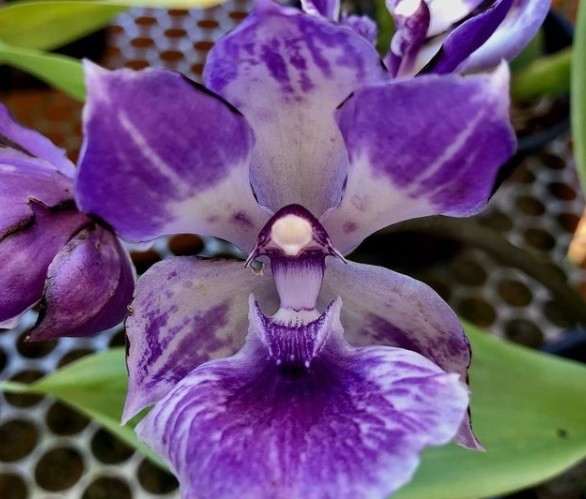 Orquidário MV