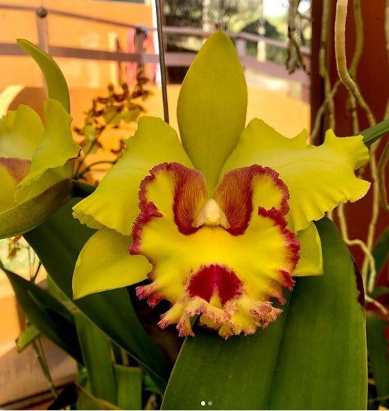 Orquidário MV