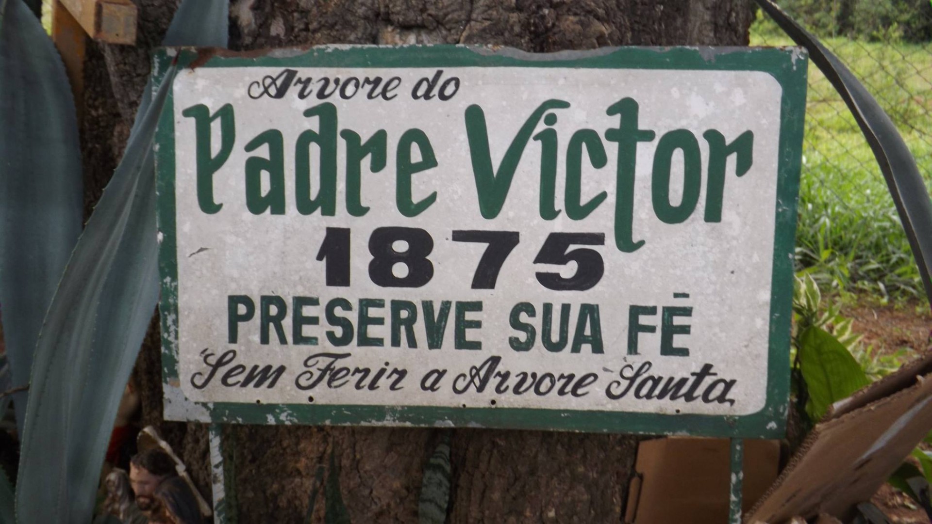Árvore do Padre Victor