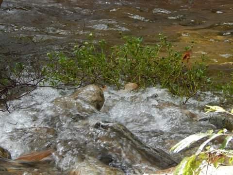 Cachoeiras Poço Fundo 